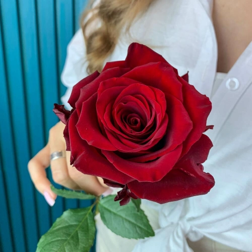 Комплимент из красной эквадорской розы – минимализм роскоши Знаменск Астраханская область