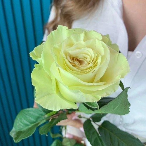 Комплимент из белой эквадорской розы – элегантность в каждом лепестке Знаменск Астраханская область