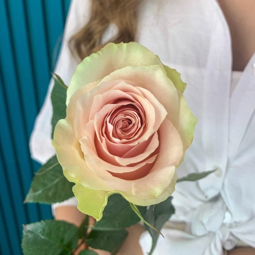 Комплимент из розовой эквадорской розы – минимализм роскоши Знаменск Астраханская область Комплимент из розовой эквадорской розы – минимализм роскоши Знаменск Астраханская область